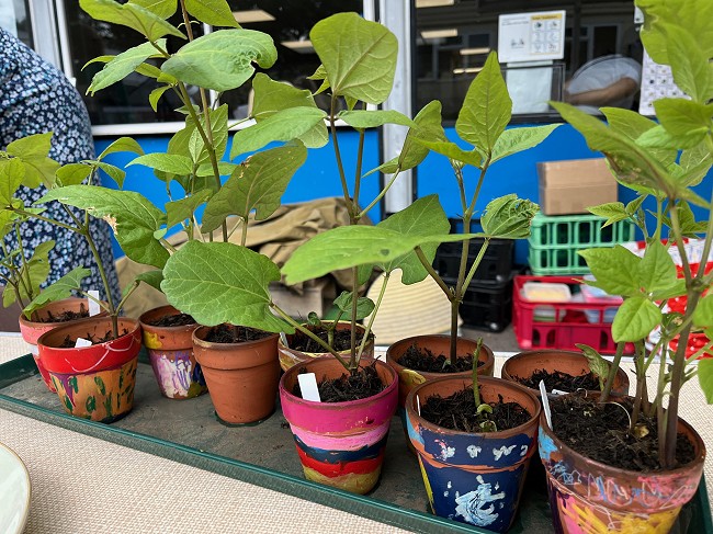 Some of the children's runner beans grown as part of the SEED schools project pilot